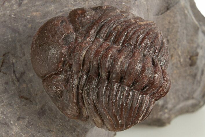 Red Austerops Trilobite - Hmar Laghdad, Morocco #315740